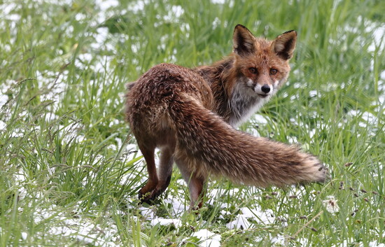Der Fuchs ist schlau, gilt als Überlebenskünstler und hat alles im Blick.
