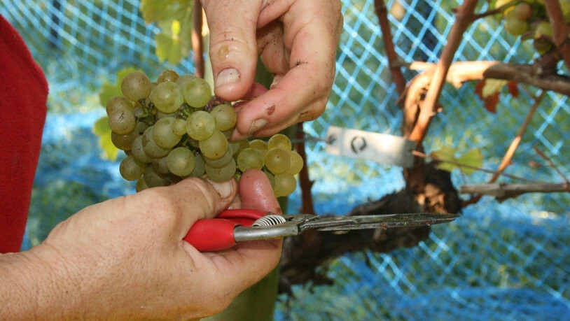 In der Bündner Herrschaft gedeihen Trauben, die später zu Spitzenwein verarbeitet werden. 