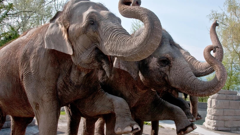 Kinderzoo: Nicht nur die Elefanten freuen sich auf den Besuch der kleinen Gäste. (Pressebild)