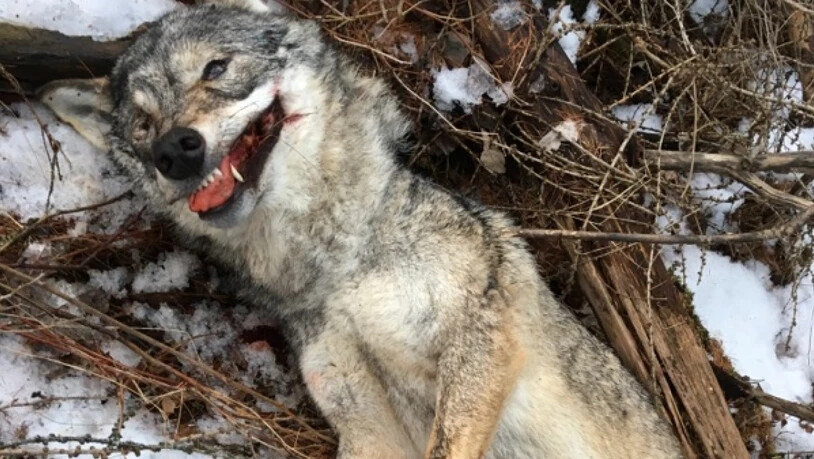 Der von Spaziergängern gefundene Wolfskadaver einer ausgewachsenen Wölfin, aufgenommen im Februar 2017 in einem Wald im Val d'Anniviers im Wallis. Auch dieses Tier wurde gewildert.
