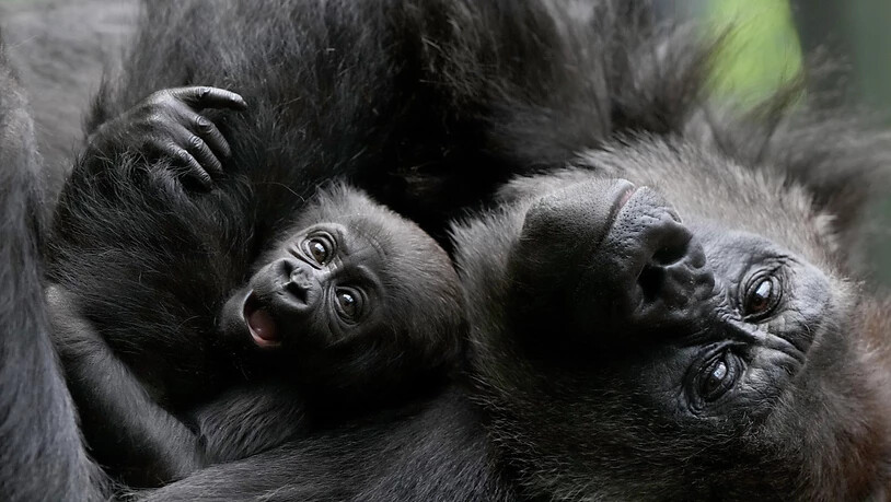 Das Geschlecht des neuen Gorilla-Babys ist noch unbekannt. (Archivbild)