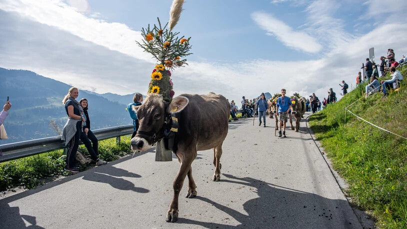 Geschmückt und bestaunt: Die Tiere ziehen von der Alp zurück ins Tal. Begleitet werden sie von vielen Touristinnen, Touristen und Einheimischen am Strassenrand.