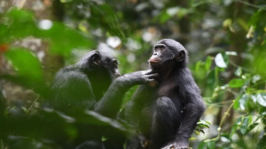 Männliche Bonobos zeigten sich innerhalb ihrer Gruppe häufiger aggressiv als männliche Schimpansen. (Archivbild)
