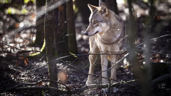 Er soll im Wald bleiben: Mit gezielten Abschüssen sollen Wölfe lernen, dass es gefährlich ist, wenn sie sich in der Nähe von Menschen oder von Nutztieren aufhalten.