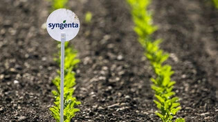 Der Basler Pflanzenschutz- und Saatgut-Produzent Syngenta fällt zum letztmöglichen Termin definitiv in chinesische Hände: ChemChina hat das Angebot insgesamt sieben Mal verlängert.