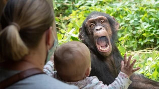 Schimpansen sprechen laut einer neuen Studie in ganzen Sätzen. (Symbolbild)