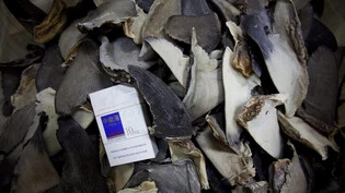 Die EU-Kommission will gegen die Verstümmeln von Haien angehen - im Bild Haifischflossen in einem Lagerhaus in Hongkong. (Archivbild)