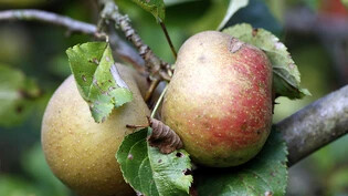 Boskoop-Äpfel an einem Hochstammbaum in der Schweiz. (Archivbild)