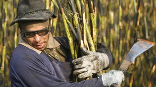 Ein Arbeiter bei der Zuckerrohr-Ernte in Batatais in Brasilien. (Archivbild)