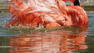 Ein Fuchs hat im Wiener Zoo Schönbrunn vor einer Woche fast die gesamte Kolonie an Roten Flamingos gerissen. 13 von 15 Tieren sind tot. (Archivbild)