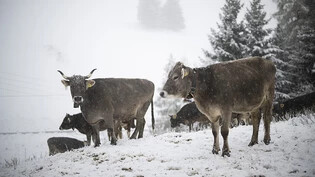 Kühe stehen im Neuschnee am Freitag  in St. Margrethenberg. Noch mehr Schnee fiel von Freitag bis Sonntagmittag im Wallis.