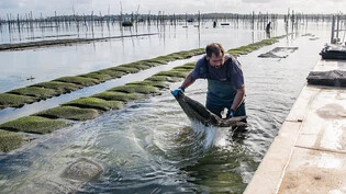Noch vor dem Orkan "Ciaran" Ein Austernzüchter arbeitet in einer Austernzucht im Becken von Arcachon. (Archivbild)