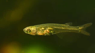 Nur 12 Millimeter lang, aber über 140 Dezibel laut: Der Fisch Danionella cerebrum.