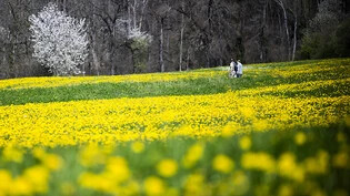 Er kommt wieder, der pralle Frühling: Spaziergang am Samstag, 6. April, in Maienfeld GR. (Archivbild)