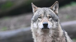 Der Nationalrat fordert mit dem Ja zu zwei Motionen mehr Schutz vor Wölfen. (Themenbild)
