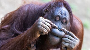 Ein Orang-Utan heilte eine Wunde mit einer Pflanze. (Archivbild)