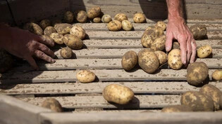 Deutlich weniger Kartoffeln als auch schon: Die Ernte fällt in diesem Jahr besonders mager aus.