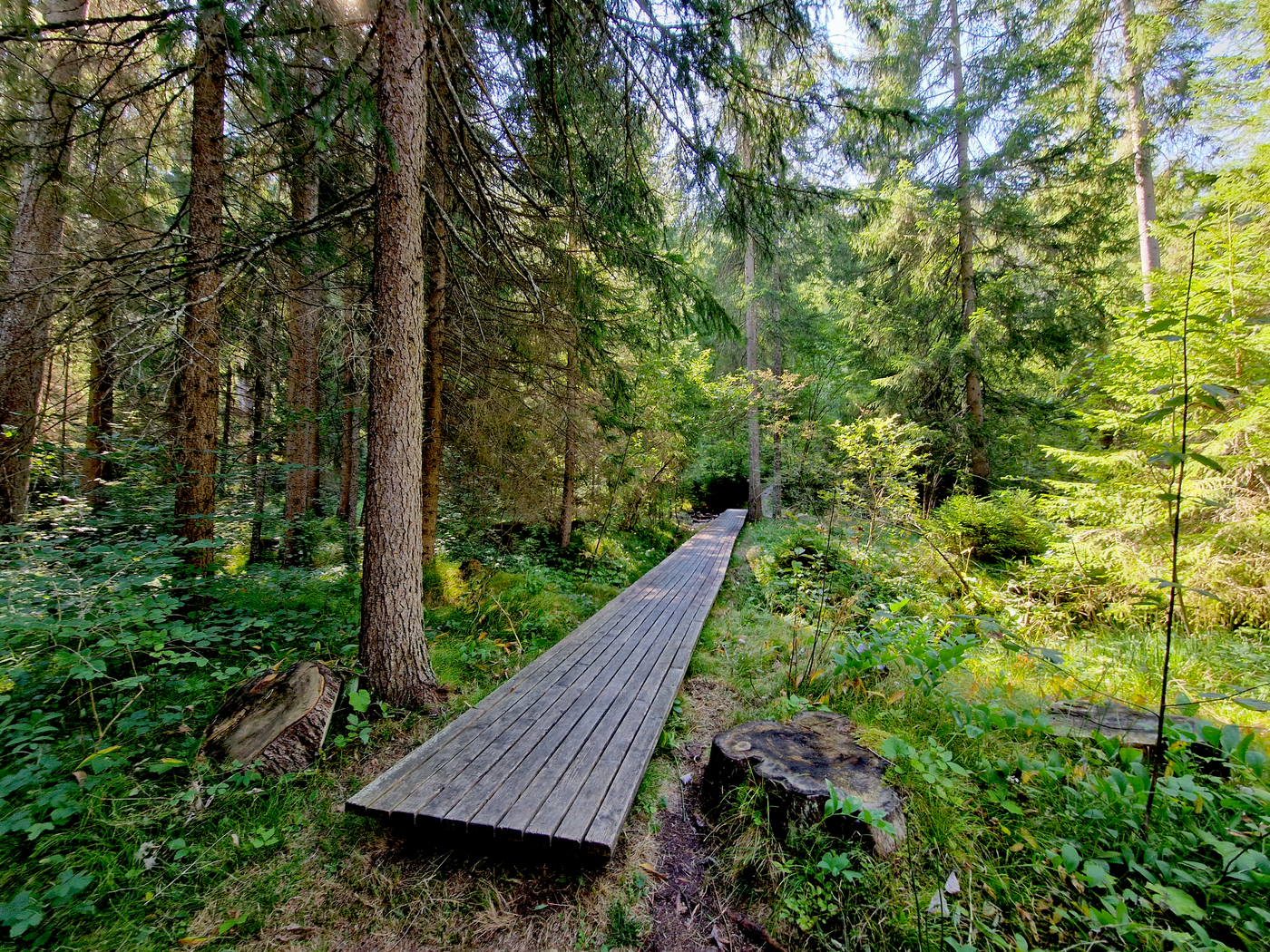 Teil des Wanderwegs: Der Holzsteg führt durch den Wald und ebnet sich in die Landschaft ein.