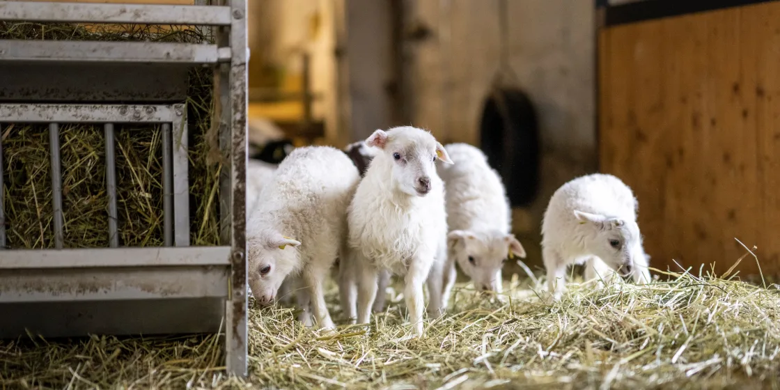 Junge Skudde-Schafe: Auf dem Hof von Augustin Oswald erhält man einen Einblick in das Leben der Tiere.