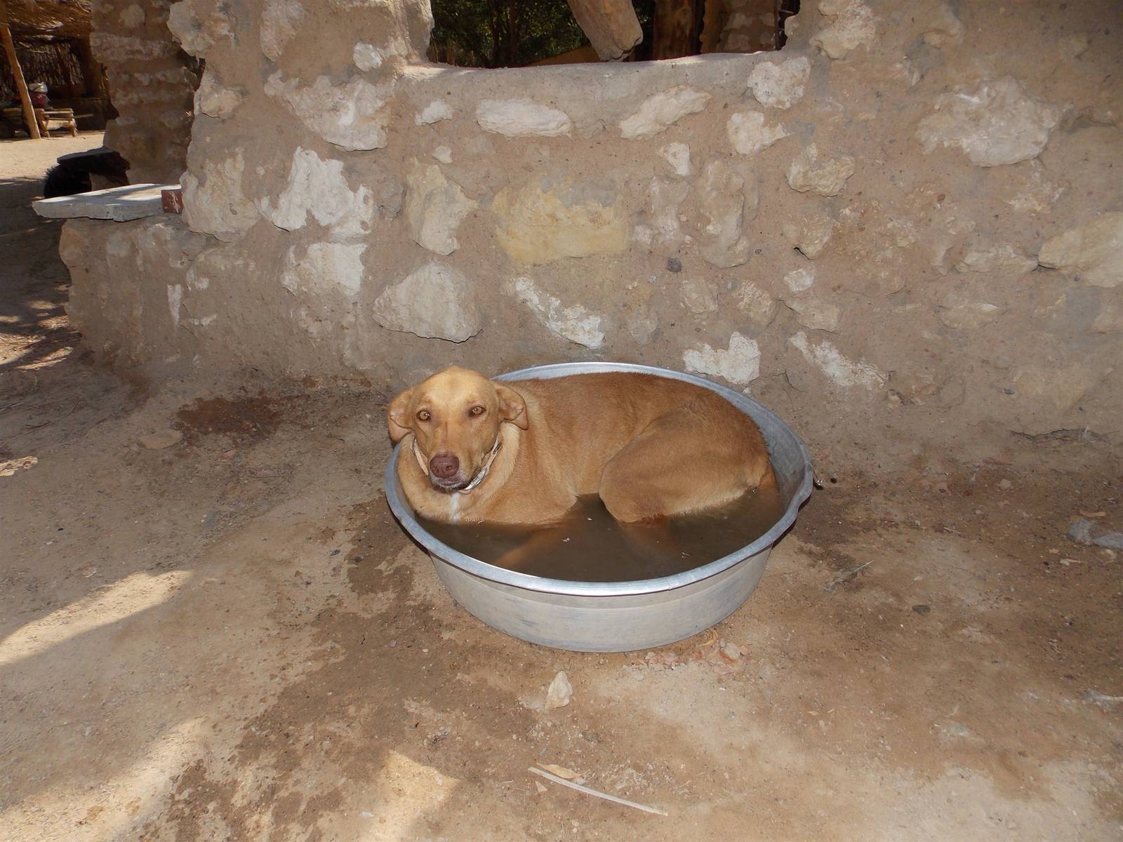 Trotz ein wenig Platzmangel: Die meisten Hunde nutzen gerne auch die absurdesten Abkühlungsmöglichkeiten.