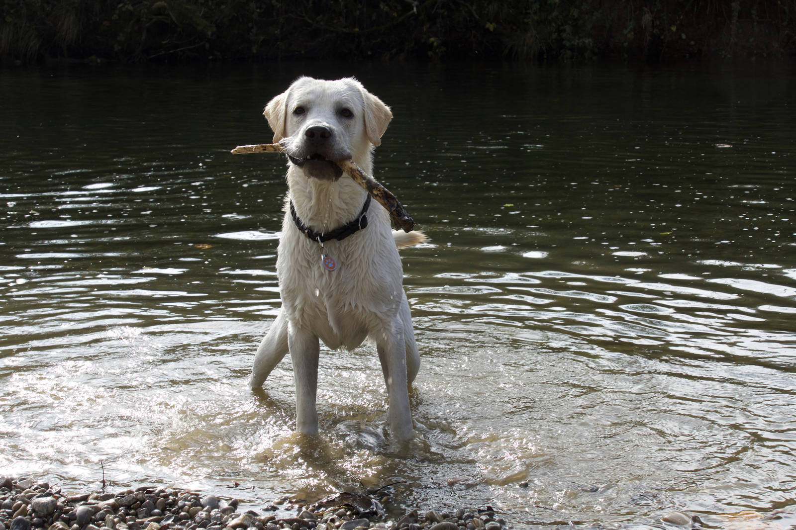 Kühles Nass: Hunde mögen ein erfrischendes Bad.