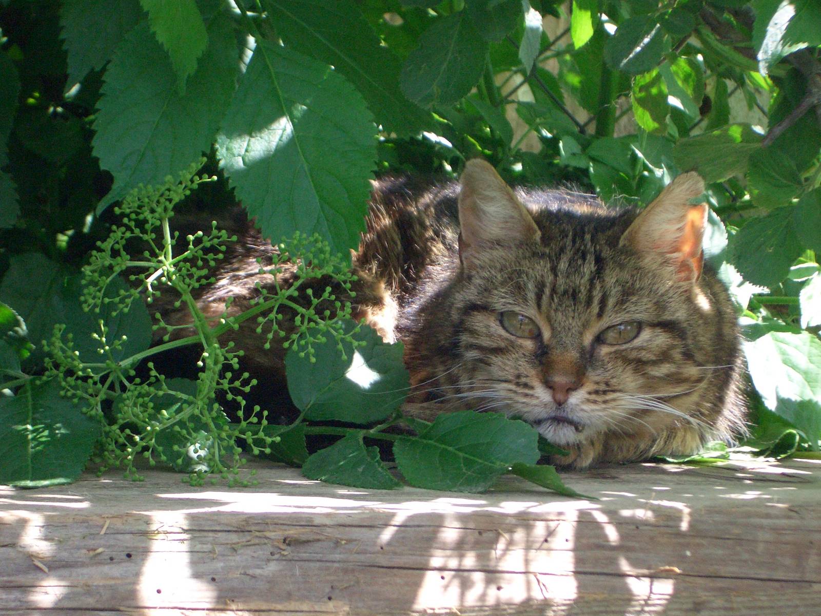 Auf Lauerposition: Ein Schattenplätzchen ist an heissen Tagen umso erfrischender. In der Sonne könnte es einen Sonnenbrand geben.