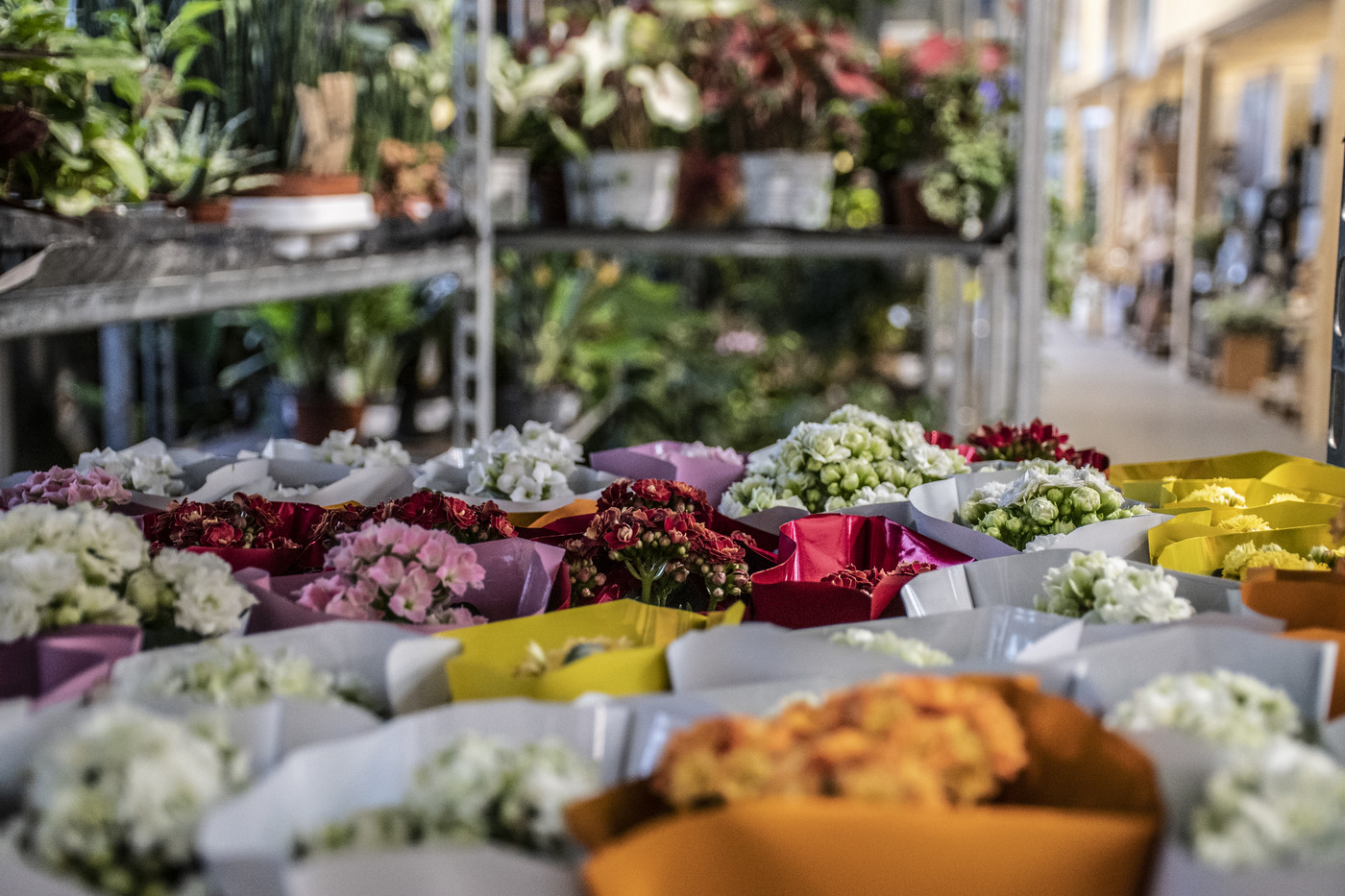 Indoor-Pflanzen in allen Farben. Bild Riccarda Hartmann