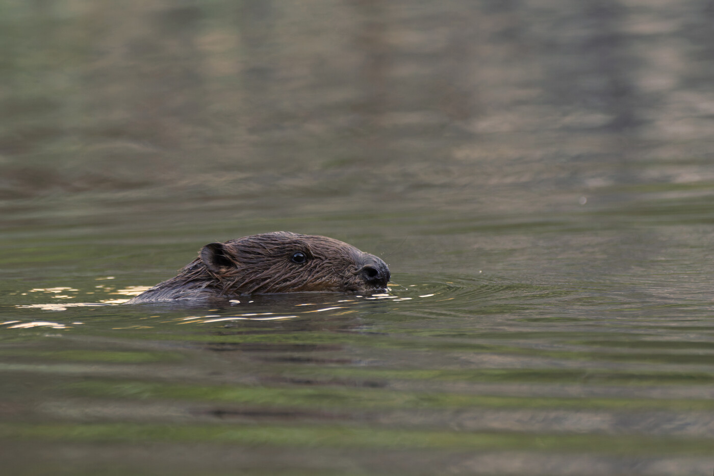 Nagetier: Der Biber ist ein reiner Pflanzenfresser und kann sowohl sehr gut schwimmen als auch tauchen.