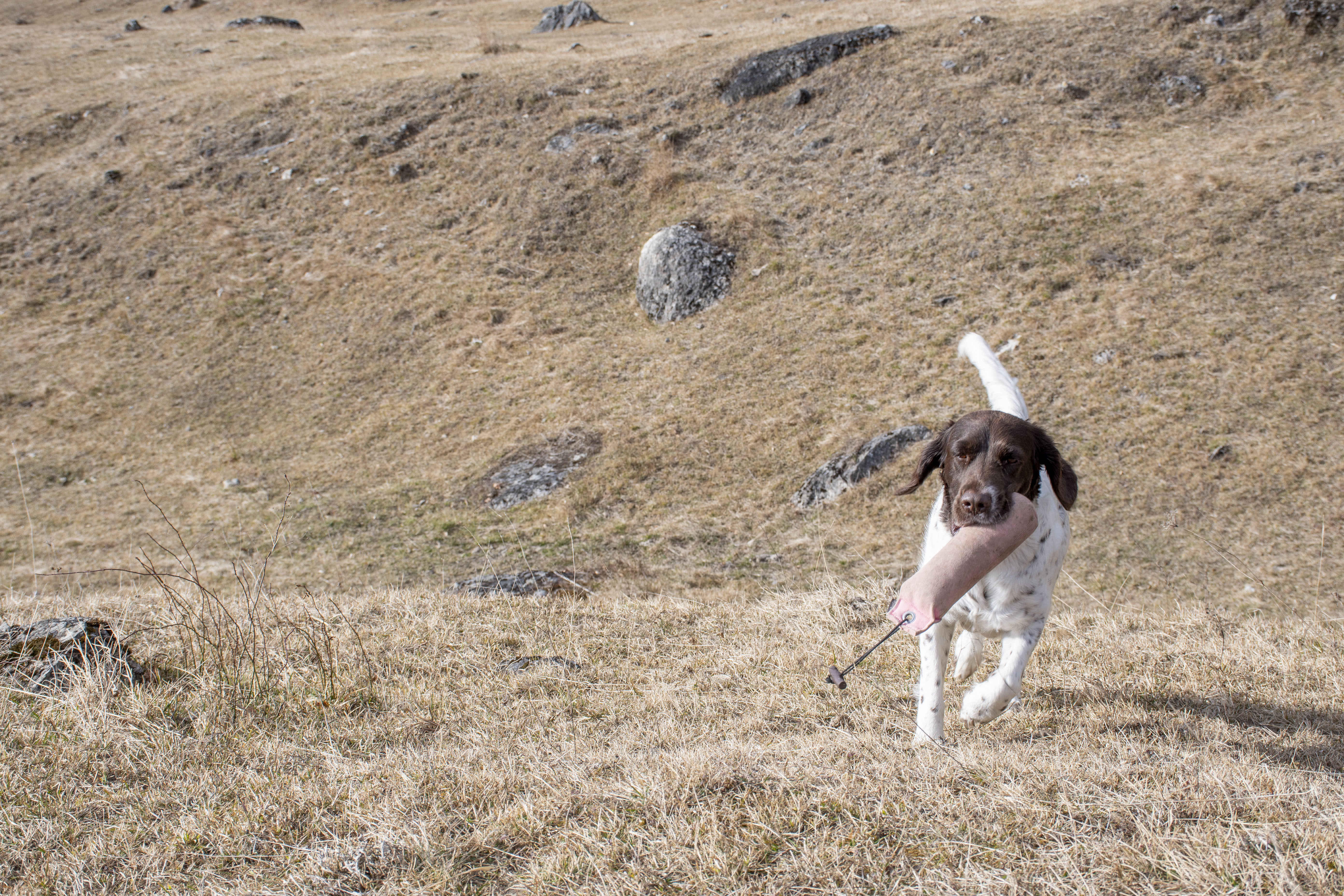 KLM-Hündin Paijra in Aktion: Auch ihr bereitet das Dummytraining viel Freude. 