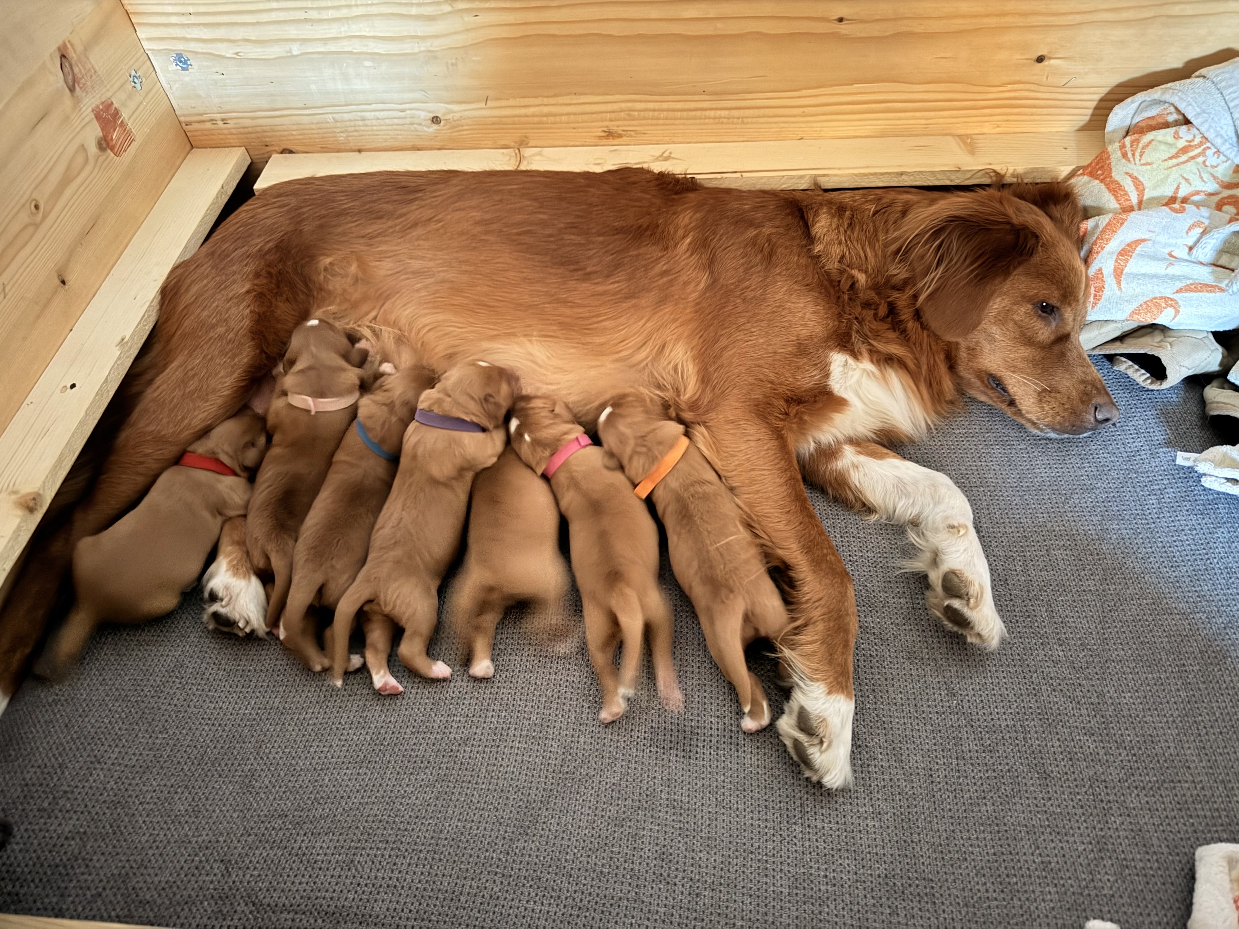 Toller-Hündin Woobie mit ihren Welpen.