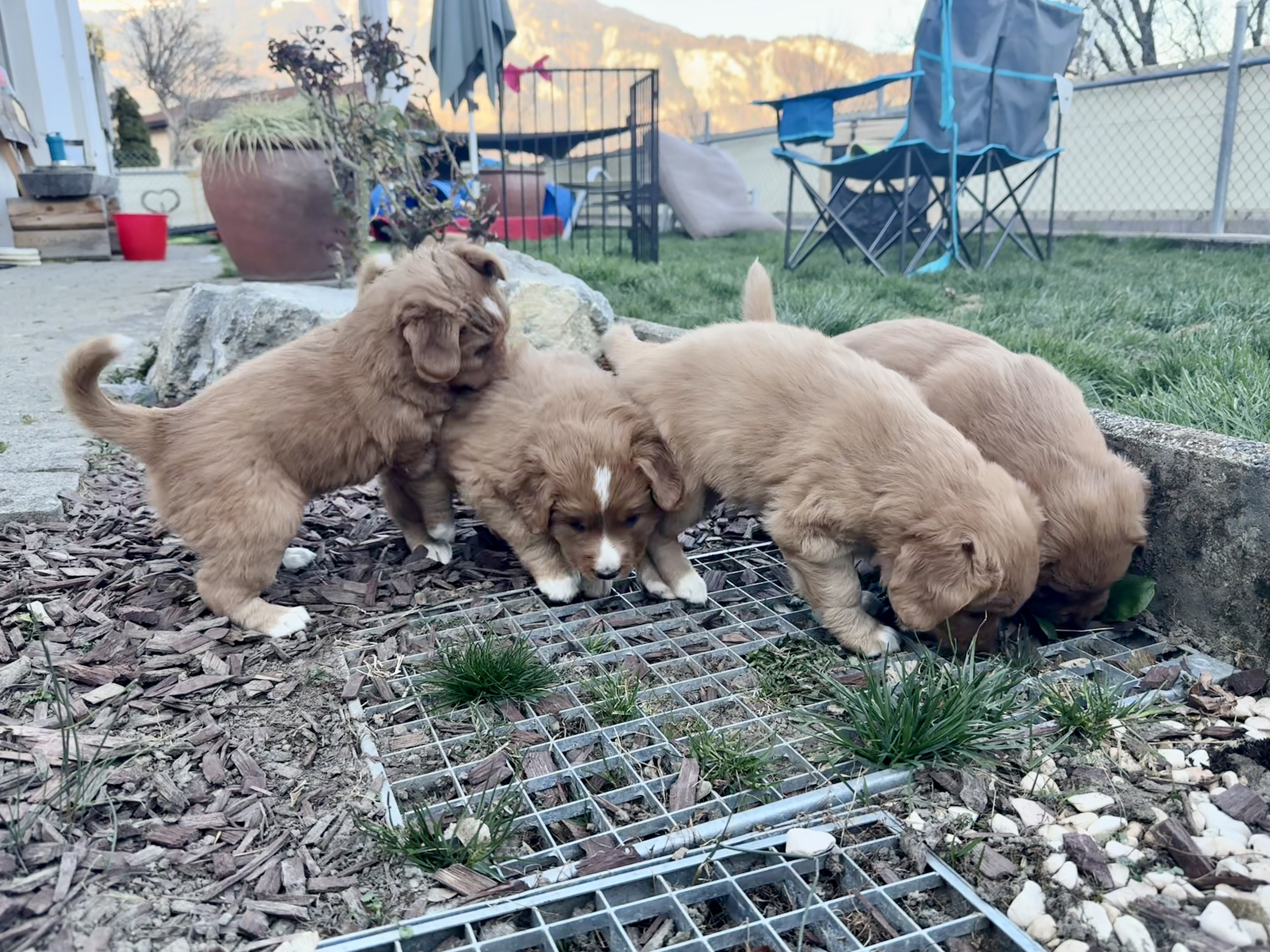 Gemäss «Puppy Culture»-Leitfaden ist es wichtig, die Welpen früh an unterschiedliche Untergründe zu gewöhnen. Das Züchterpaar hat dafür eine Art Parkour in ihrem Garten aufgebaut.