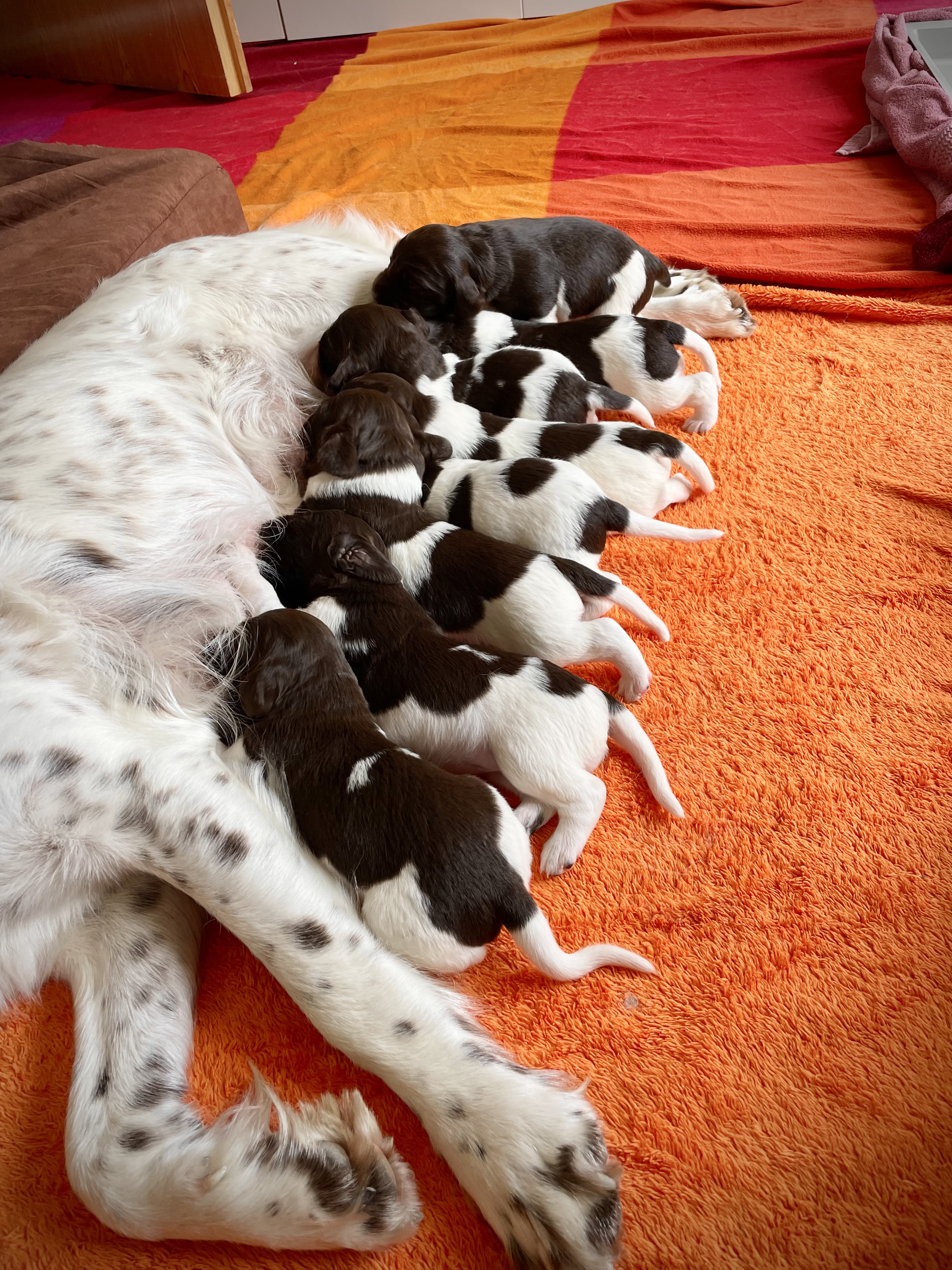 Auch KLM-Hündin Pajira ist 2024 Mutter geworden.