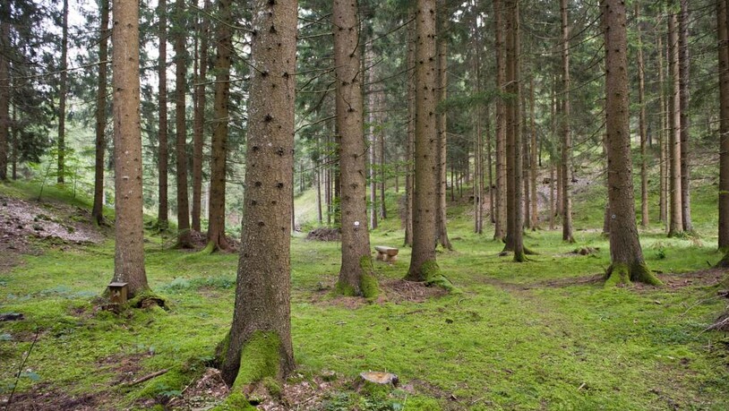 Der «Waldfrieden Bonaduz» ist ein offizieller Waldfriedhof.