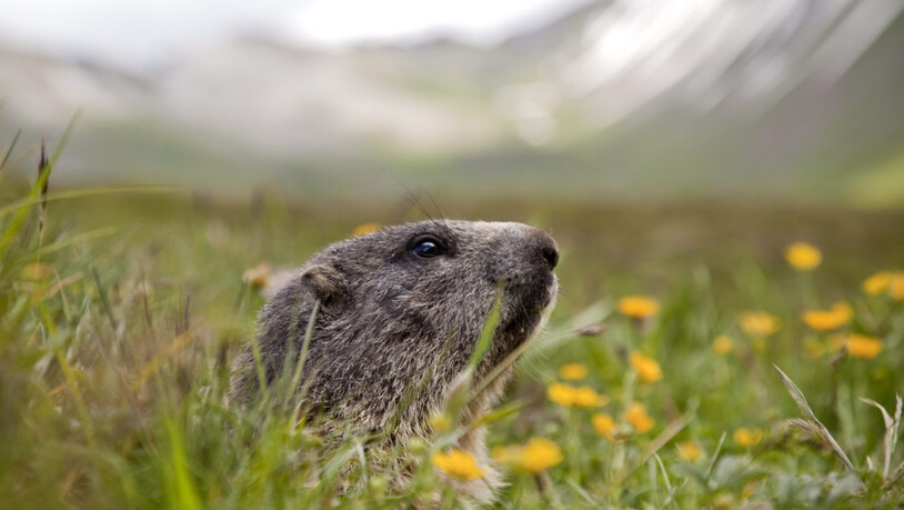 Unerschrocken reckt dieses junge Murmeltier seine Nase aus seiner alpinen Behausung am Foopass auf 2100 Meter.