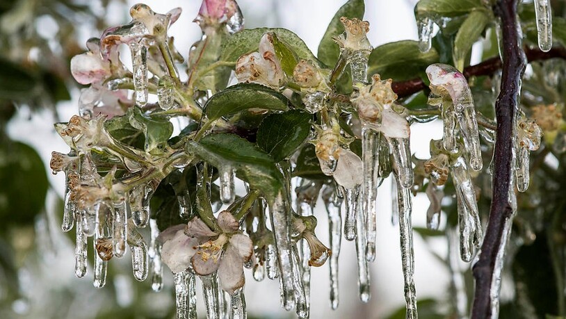 MIttels Wasser und Verdunstungskälte geschützte Blüten. KEYSTONE