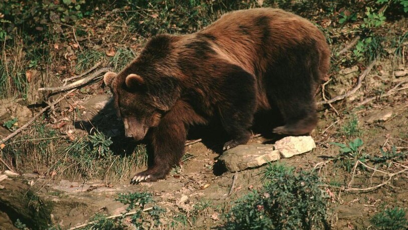 Mitte Juni 2017 wurde im Misox ein Bär gesichtet.