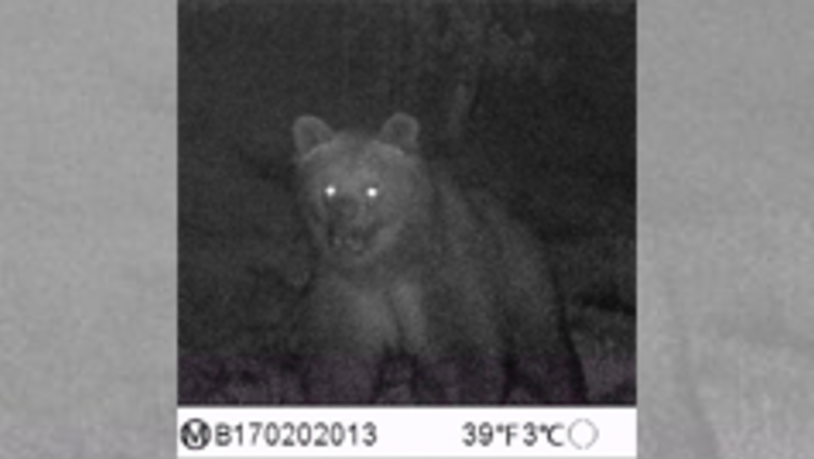 Am 9. Juli 2017 tappte im Schweizerischen Nationalpark in Zernez ein Bär in eine Fotofalle.
