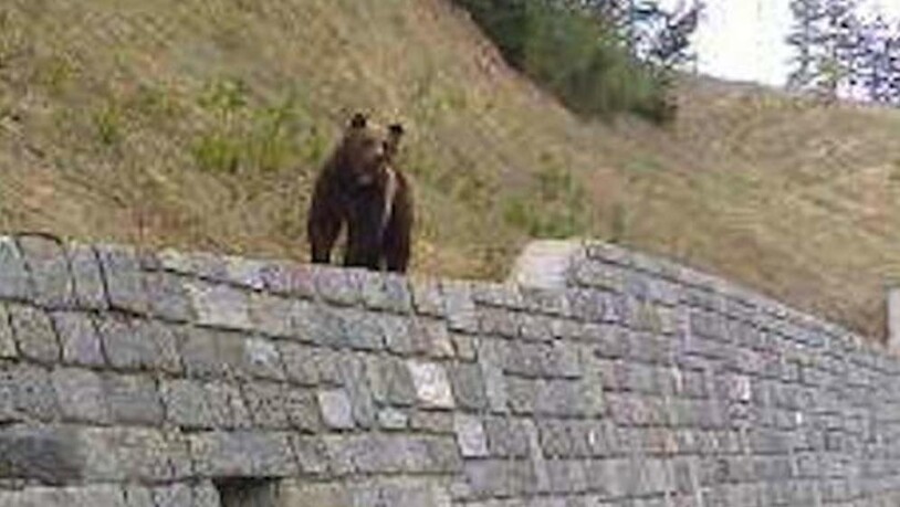 M25: Mehrere Personen haben am Auffahrtmorgen 2015 im Puschlav einen Bären gesichtet. Der Bär war kein Unbekannter.