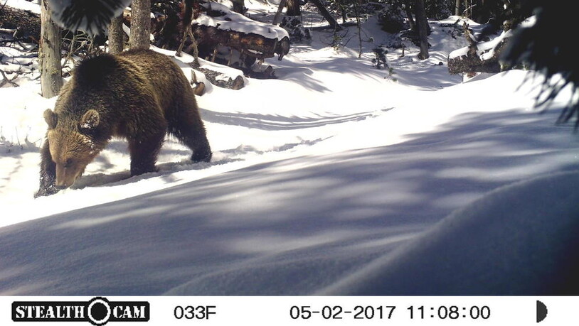 Am 2. Mai 2017 wurde im Schweizer Nationalpark ein männlicher Bär fotografiert. Bereits einen Tag zuvor gab es eine Sichtung.