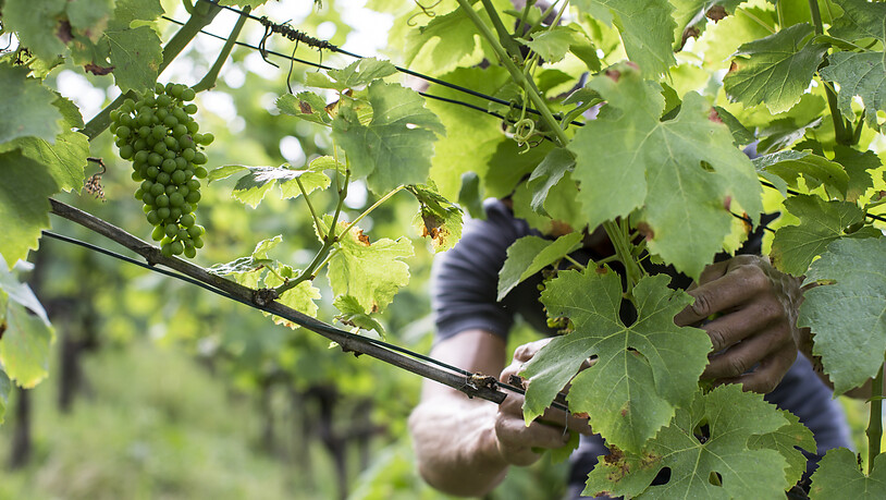 Während viele Agrarbereiche unter der momentanen Trockenheit leiden, können die Weinbauern dem Wassermangel auch etwas Positives abgewinnen: Krankheiten treten seltener auf. (Archivbild)