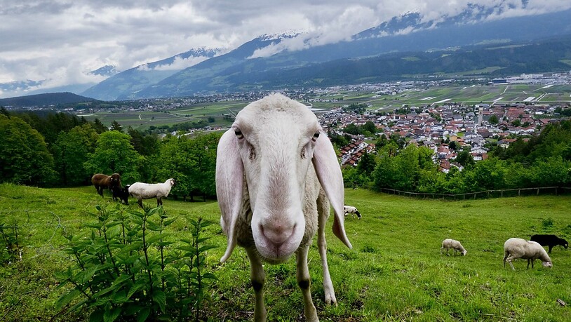An der Weltmeisterschaft der Schafscherer nehmen über 300 Bauern aus 34 Ländern teil. (Symbolbild)