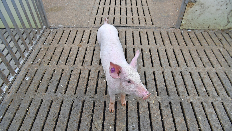 Oink, oink: Ein Schwein auf Steiners Hof.