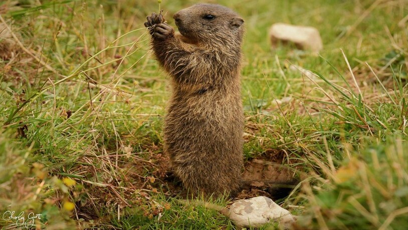 Süsser Nager auf Nahrungssuche.