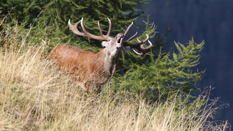Packender Auftritt seiner Majestät, der Platzhirsch als König auf seiner Brunftbühne.