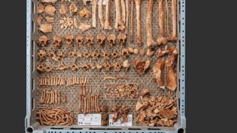 Das geborgene Skelett eines Berberaffens ist fast vollständig erhalten.