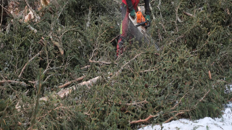 Silas, Lehrling im ersten Lehrjahr, rüstet einen kürzlich gefällten Baum.  Wichtig bei der Arbeit im Wald ist, dass man ein gutes Team ist: Wenn jeder weiss, was der andere macht, können Unfälle möglichst vermieden werden.