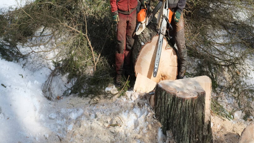 Die Lehrlinge Janic und Simon sind sich einig: «Holzernte ist die schönste Arbeit  in unserem Beruf».