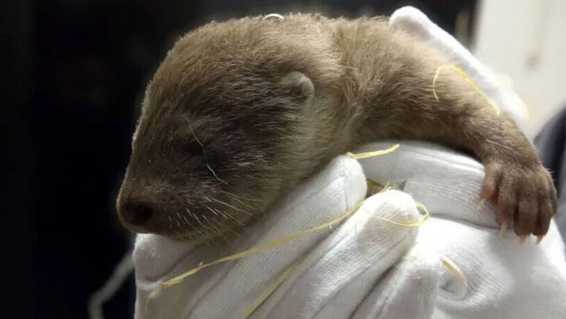 Das junge, Ende März im Tierpark Goldau geborene Fischotterweibchen ist überraschend gestorben.