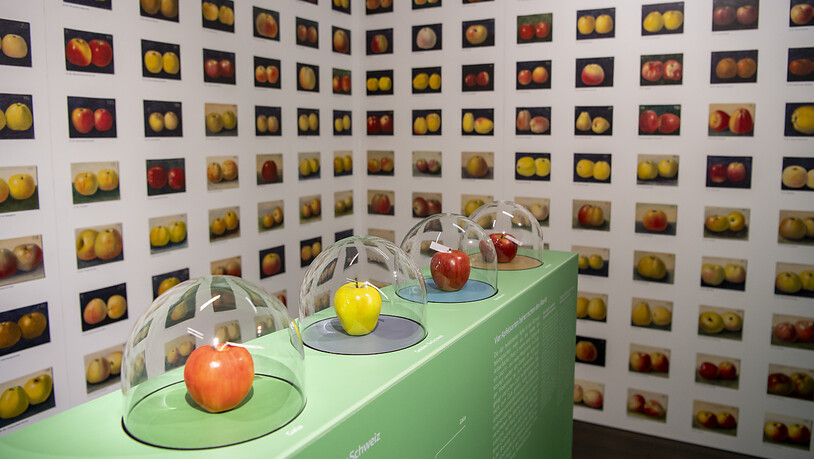 Ein Thema der neuen Ausstellung im Schweizerischen Agrarmuseum in Burgrain LU sind die heutigen makellosen Früchte, die beim Grossverteiler feilgeboten werden.