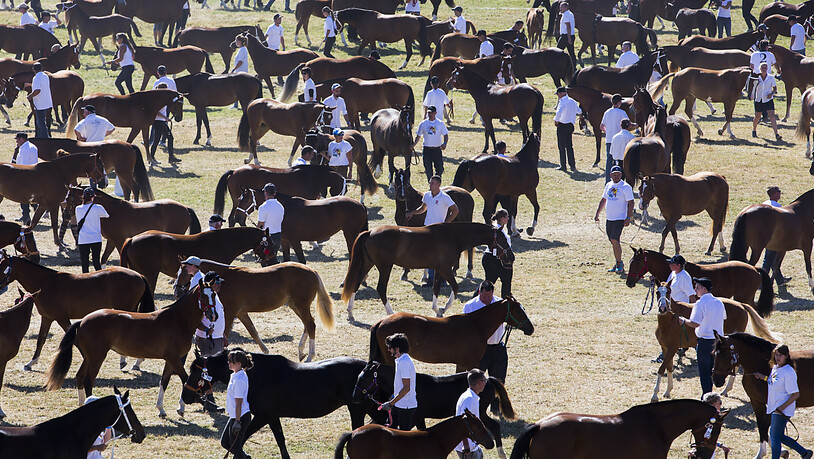 Der Ständerat will einheimische Nutztierrassen stärker fördern. Im Bild Freiberger Pferde am Marché Concours in Saignelégier. (Archivbild)